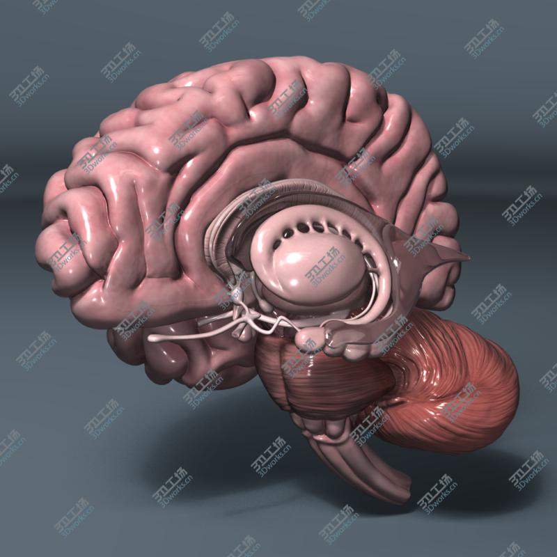images/goods_img/20210114/Human Brain/2.jpg